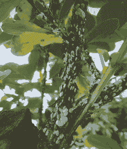 紫薇绒蚧的防治