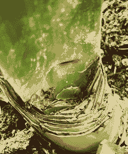 日本花柏茎腐病的症状及防治