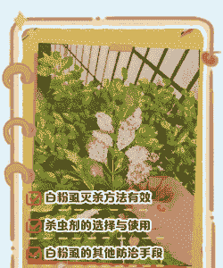 常见花卉发生白粉虱的特点及防治