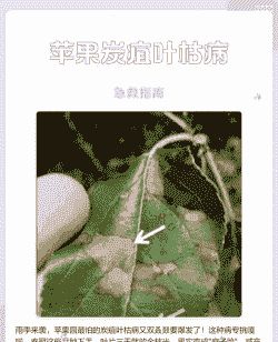 如何识别苹果炭疽叶枯病