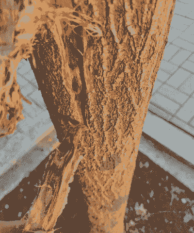 槐树烂皮病是怎么发生的如何防治