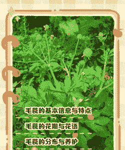 毛茛灰霉病防治方法