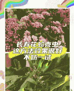 花卉严防瘿瘤方法