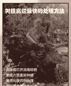 松根朽病的症状及防治措施