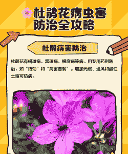 杜鹃花病虫防治方法