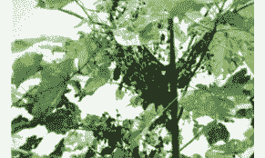 泡桐腐烂病症状及防治方法