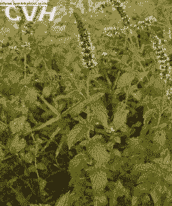 留兰香菌核病的防治方法