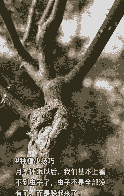 苗木树干病虫害防治