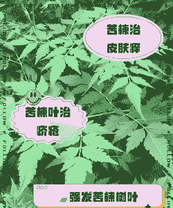 苦楝白斑病的防治措施