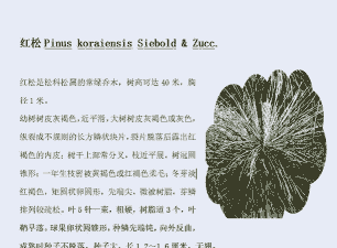 红松流脂溃疡病的防治方法