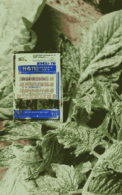 菊花番茄斑萎病的防治方法