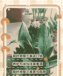 虎尾兰根腐病的危害及防治