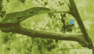 油桐的病虫害防治