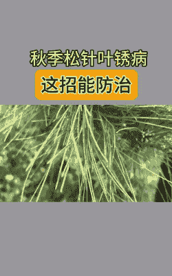 油松松针锈病的防治