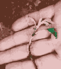 菊花猝倒病的防治技术