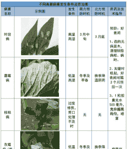 百日草花叶病的症状表现及防治