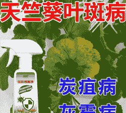 天竺葵灰霉病的防治