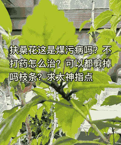 木槿枝枯病症状及防治