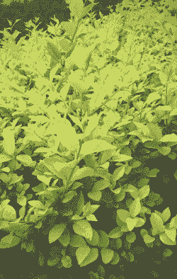 金叶女贞枯萎病症状及防治