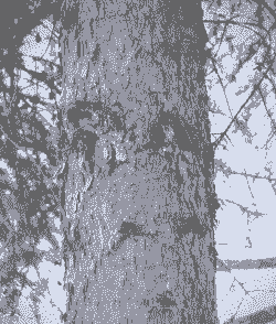 红皮云杉叶锈病的分布及防治