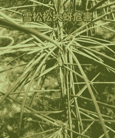 雪松常见病虫害及防治措施