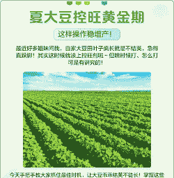 夏大豆如何增产