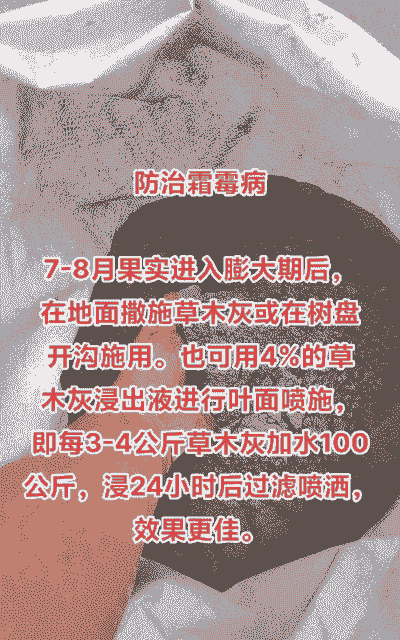 巧用草木灰防治果树病虫害