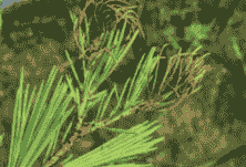 华北落叶松枯梢病的症状及防治