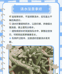 鼠尾掌的栽培管理