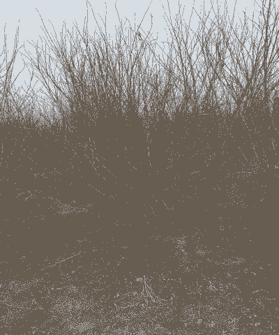 紫叶矮樱发生了根癌病该如何防治