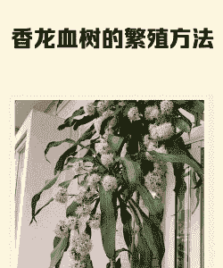 香龙血树的繁殖方法