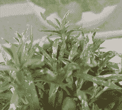 香石竹细菌性枯萎病的防治方法