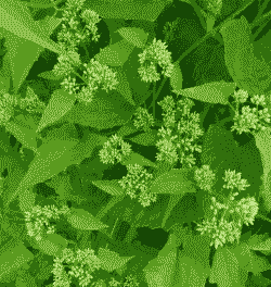 “植物杀手”薇甘菊泛滥 珠海斗门各镇均有分布