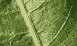 棕榈干腐病的防治措施