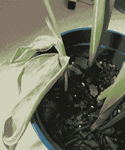 郁金香碎锦病的症状及防治