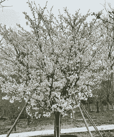 九农樱花染井吉野樱苗木--形态特征