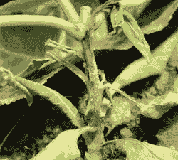 长春花疫病的症状及防治