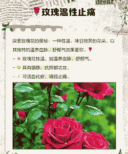 冬夏两季如何提高玫瑰的成活率