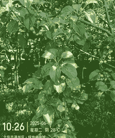 贴梗海棠锈病表征及其防治