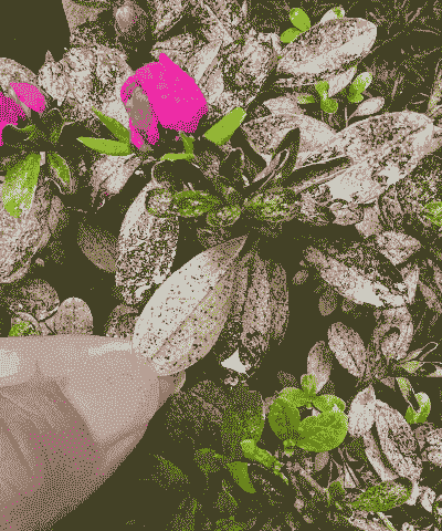 杜鹃军配虫防治方法--杜鹃病虫害防治