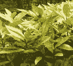 八角金盘洒金桃叶珊瑚病防治方法