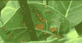 吴茱萸锈病的症状及防治方法