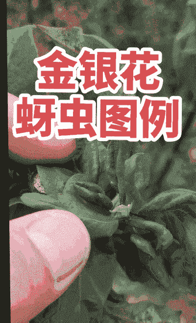 金银花的特性种植技术病虫害管理