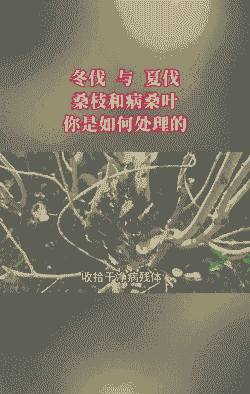 桑树断枝病的防治技术