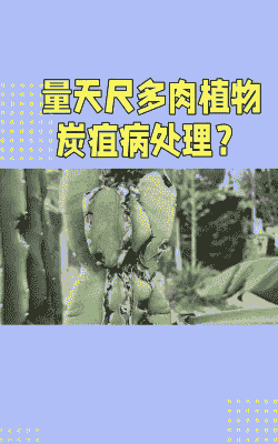 量天尺的病害症状及防治