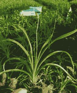 金娃娃萱草锈病的防治方法