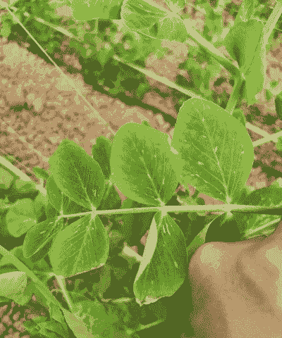 香豌豆细菌性叶斑病的防治方法