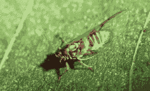 青桐木虱的防治方法