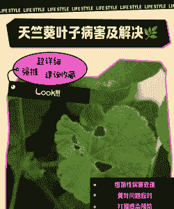 天竺葵灰霉病的防治技术