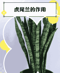 虎尾兰根腐病的危害及防治方法